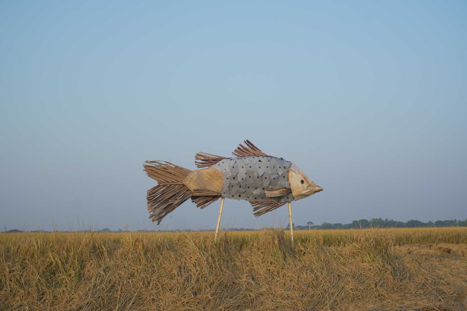 Wish-FIsh-1