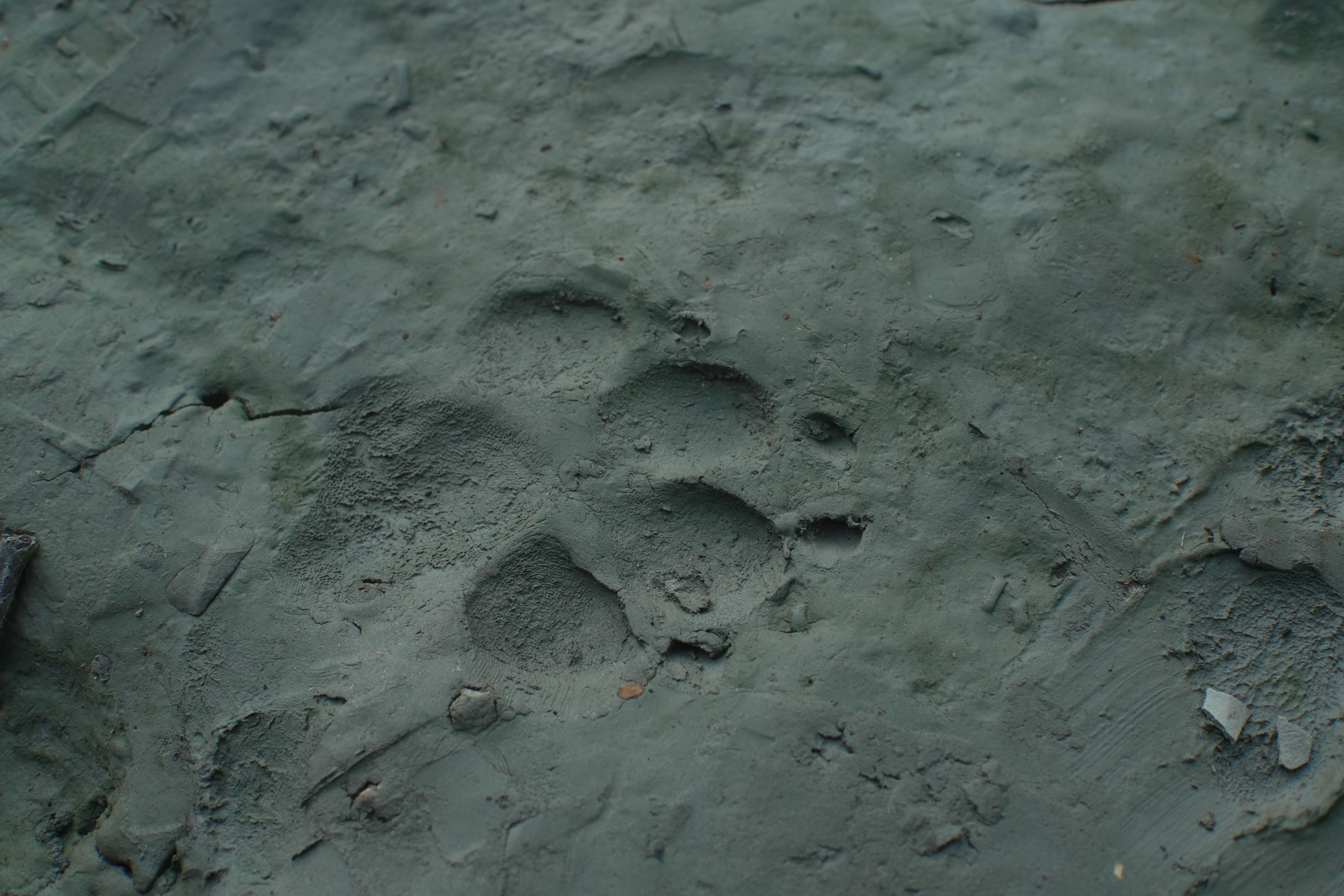 Lives in Dhangmari (23)